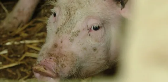 Svinjska kuga ruši rekorde! Čak 11.600 svinja ide na eutanaziju!