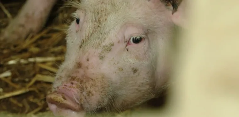 Svinjska kuga ruši rekorde! Čak 11.600 svinja ide na eutanaziju!