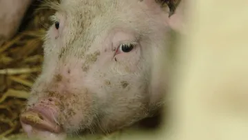 Svinjska kuga ruši rekorde! Čak 11.600 svinja ide na eutanaziju!