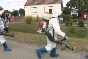 Apokalipsa na farmama! U smrt ide 11.600 svinja, ministar: 'Širi se isključivo zbog ljudskog faktora'