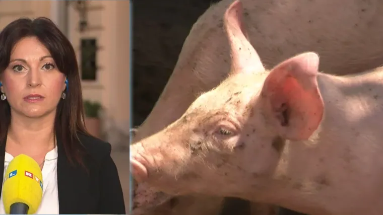 Masovna eutanazija svinja u Belju; Županica: 'U ovom trenutku situacija je alarmantna'