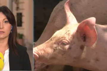 Masovna eutanazija svinja u Belju; Županica: 'U ovom trenutku situacija je alarmantna'