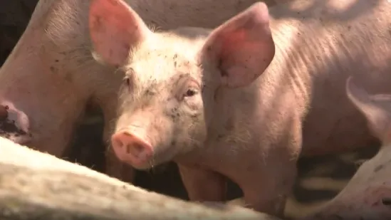 Masovna eutanazija svinja u Baranji. Županica: 'Sve ukazuje da je ovaj virus uvezen iz susjedstva'