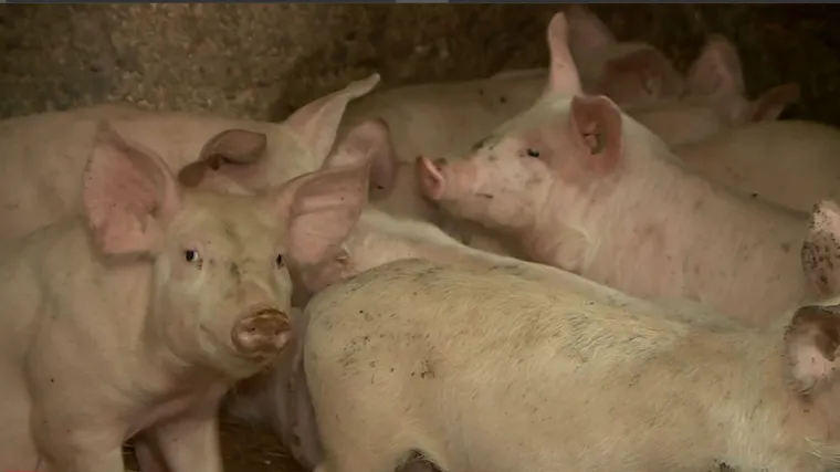 Belje potvrdilo: 'Na farmi Sokolovac je gotovo 10.000 svinja. Sve će biti eutanazirane'