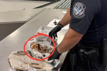 Horor u prtljagi na aerodromu! Rutinskom kontrolom našli lubanju i kosti...