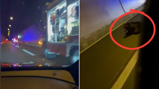 Kamion u tunelu Plasina na A1 naletio na medvjeda! 'Policajci su izvadili pištolje...'