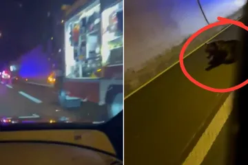 Kamion u tunelu Plasina na A1 naletio na medvjeda! 'Policajci su izvadili pištolje...'