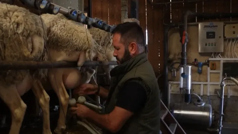 Strašan virus hara Grčkom: Gase se farme, ugrožena popularna delicija! 'Već je kasno'