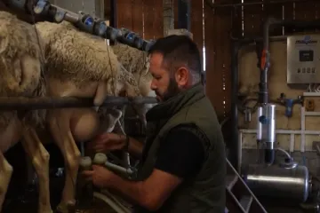 Strašan virus hara Grčkom: Gase se farme, ugrožena popularna delicija! 'Već je kasno'