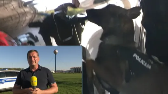 Uvode se rigoroznije mjere u ratu protiv afričke svinjske kuge: Upućen apel