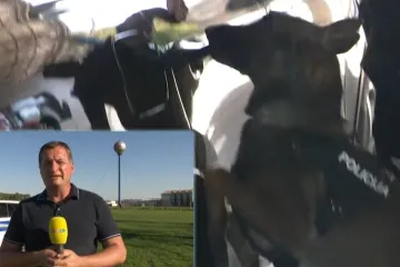 Uvode se rigoroznije mjere u ratu protiv afričke svinjske kuge: Upućen apel