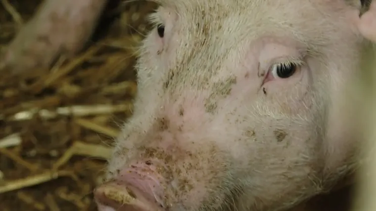 Samo jedna tvrtka zbrinjava na tisuće eutanaziranih svinja; Policija prijeti kaznama