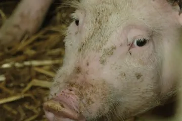 Samo jedna tvrtka zbrinjava na tisuće eutanaziranih svinja; Policija prijeti kaznama