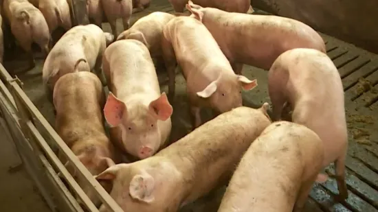 Hoće li eutanazija 10 tisuća svinja dovesti do poskupljenja mesa?