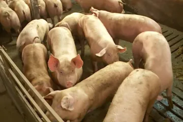 Hoće li eutanazija 10 tisuća svinja dovesti do poskupljenja mesa?