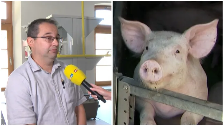 Profesor otkriva je li svinjska kuga opasna za čovjeka te hoće li sada poskupjeti meso