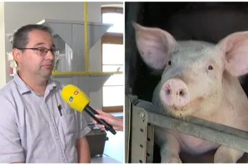Profesor otkriva je li svinjska kuga opasna za čovjeka te hoće li sada poskupjeti meso