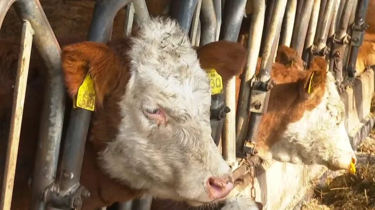 Hoćemo li potpuno 'presušiti'? Proizvodnja ove namirnice pala 70 posto