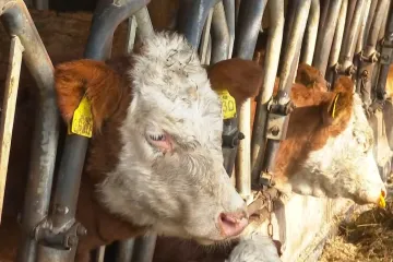 Hoćemo li potpuno 'presušiti'? Proizvodnja ove namirnice pala 70 posto