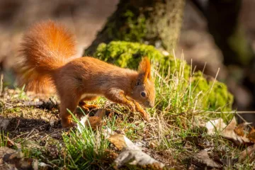 [KVIZ] Koliko znaš o životinjama karakterističnim za jesen?