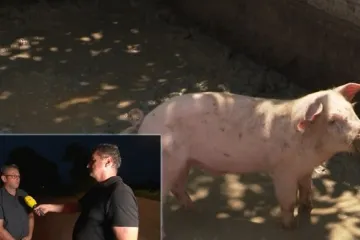 Uzgajivač: 'Revizije se trebaju bojati oni koji rade nepravilnosti, a svi se boje virusa'