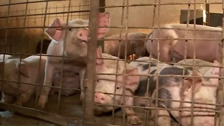 Boje li se uzgajivači svinja mjera ili virusa? 'Oni koji rade nepravilnosti...'