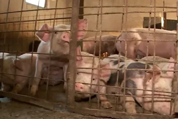 Boje li se uzgajivači svinja mjera ili virusa? 'Oni koji rade nepravilnosti...'