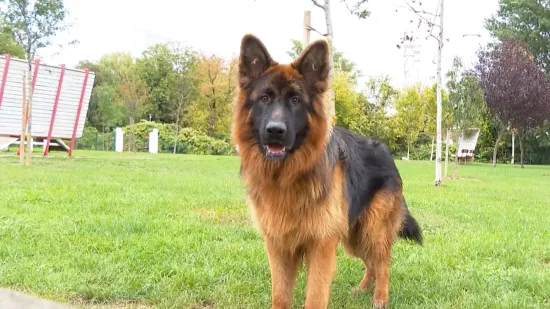 Izračunali smo koliko vas mjesečno košta pas u Hrvatskoj