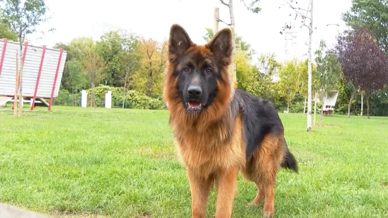 Izračunali smo koliko vas mjesečno košta pas u Hrvatskoj