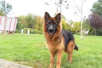 Izračunali smo koliko vas mjesečno košta pas u Hrvatskoj