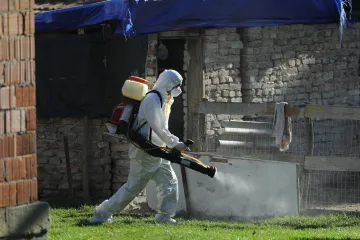 Virus afričke svinjske kuga pronađen i u divljim svinjama, Ministarstvo apelira: 'Obratite pažnju...'