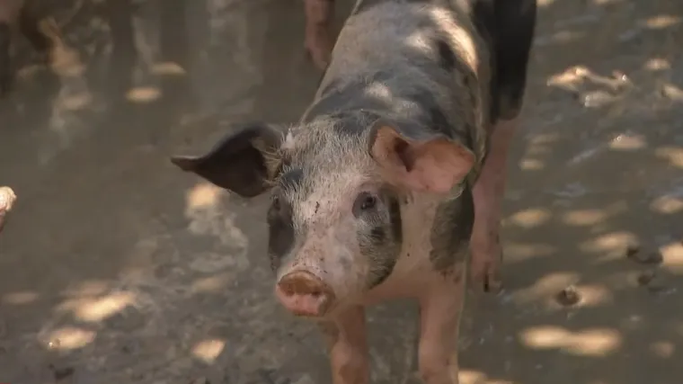 Specijalni rat protiv Hrvatske ili histerija? 'Možda oni znaju nešto što mi ne'