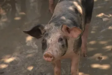 Specijalni rat protiv Hrvatske ili histerija? 'Možda oni znaju nešto što mi ne'