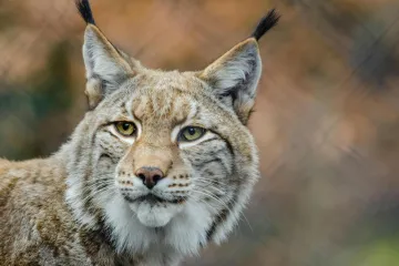 [KVIZ] Koliki si znalac o divljim šumskim životinjama?