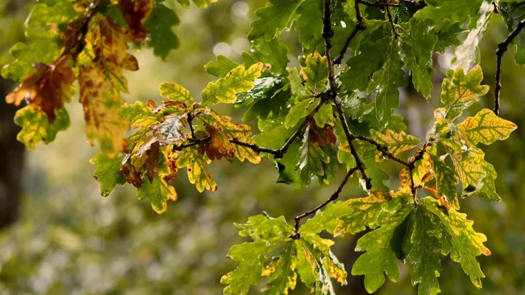 [KVIZ] Znaš li tko pjeva ove pjesme o kiši i jeseni?