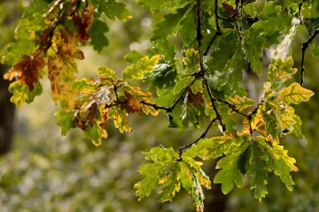 [KVIZ] Znaš li tko pjeva ove pjesme o kiši i jeseni?
