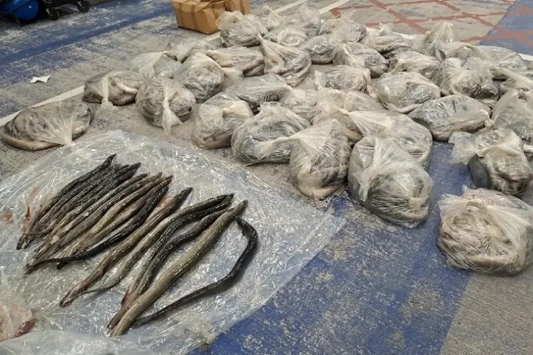 Jeste li čuli kad za staklene jegulje? Vrijede milijarde eura! Pogledajte 'ulov' policije i Europola