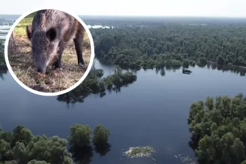 Bolest se nezaustavljivo širi, ovo mjesto je moguće žarište: 'Bojim se da ima puno uginulih'