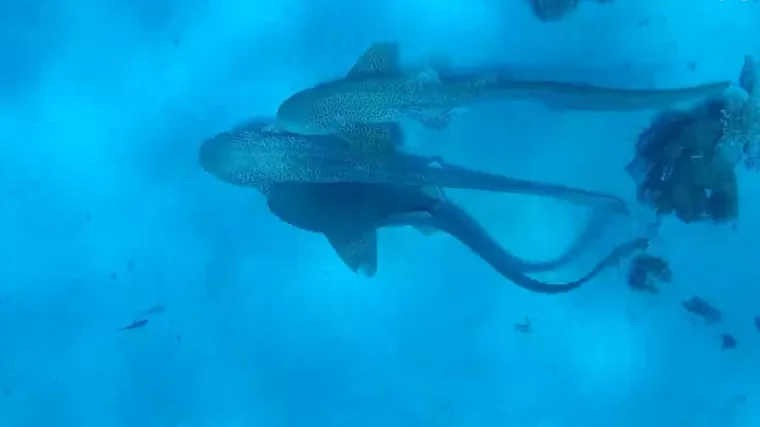 Morski psi u 'trojcu': Dva mužjaka i ženka snimljeni u strasti, trajalo je 110 sekundi