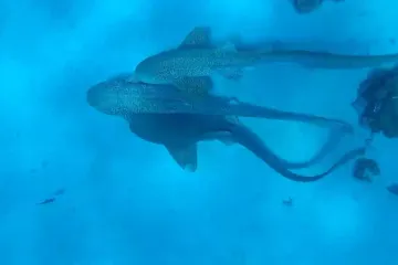 Morski psi u 'trojcu': Dva mužjaka i ženka snimljeni u strasti, trajalo je 110 sekundi