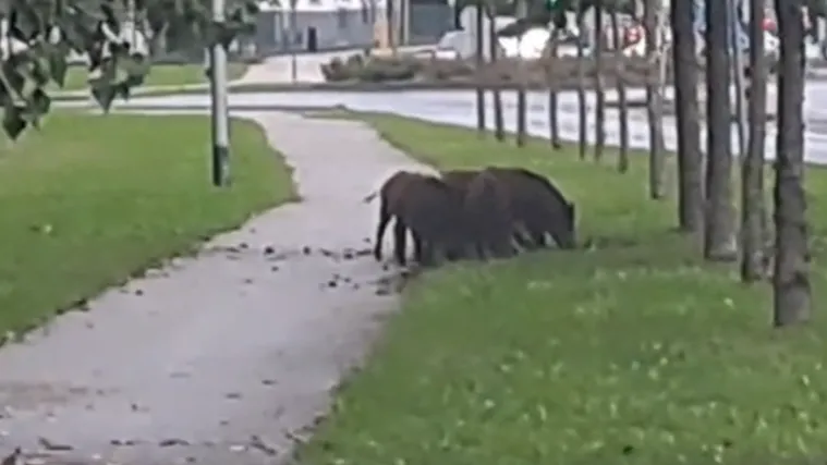 Dosta im prirode, zaželjele se grada: Krdo divljih svinja snimljeno jutros u Zagrebu!
