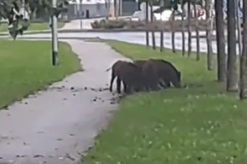 Dosta im prirode, zaželjele se grada: Krdo divljih svinja snimljeno jutros u Zagrebu!