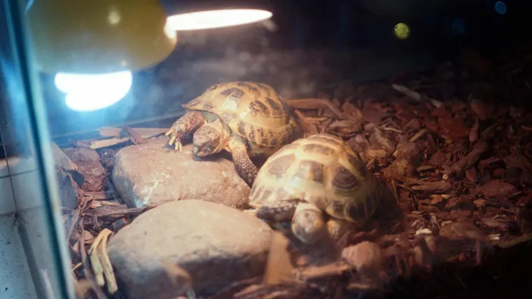 Imate kornjaču? Izbjegavajte ove namirnice ako želite da živi dugo i da je zdrava