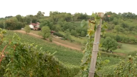 Vinska banda hara Zagorjem, ukrali 500 litara mošta iz kleti: 'Puno truda i žuljeva, a vrag ne spi'