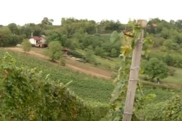 Vinska banda hara Zagorjem, ukrali 500 litara mošta iz kleti: 'Puno truda i žuljeva, a vrag ne spi'