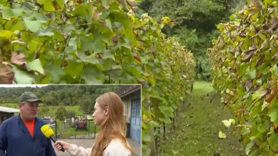 Opljačkana klet, nestalo 500 litara mošta: Zagorci u strahu nakon drske vinske pljačke