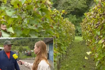 Opljačkana klet, nestalo 500 litara mošta: Zagorci u strahu nakon drske vinske pljačke