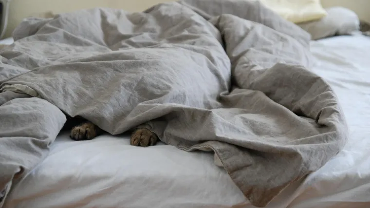 Svašta ljudi drže kao kuće ljubimce, ali ovakvo nešto još niste vidjeli: I još spava s njim u krevetu