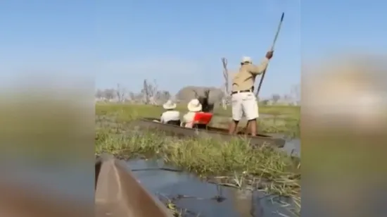 Safari iz noćne more: Slonica napala turiste, oni završili u vodi punoj krokodila