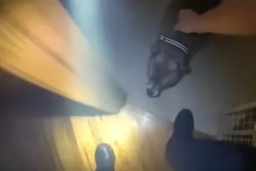 Policajac u zapaljenoj kući zatekao staforda, nije mu bilo na kraj pameti što će pas najprije učiniti